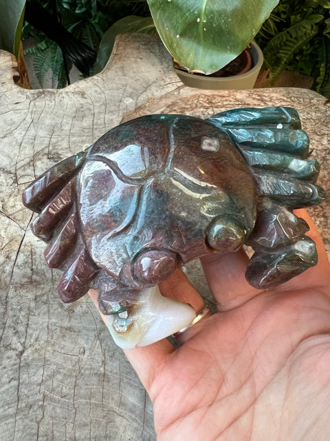 Ocean Jasper crab