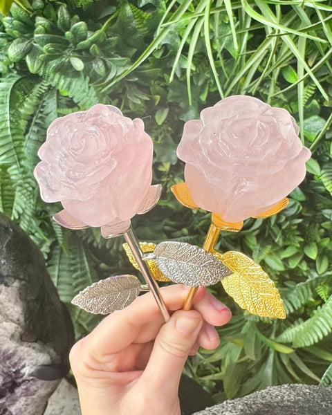 Large rose stem