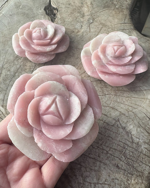 Pink opal rose