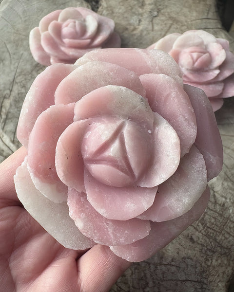 Pink opal rose