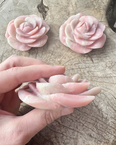 Pink opal rose