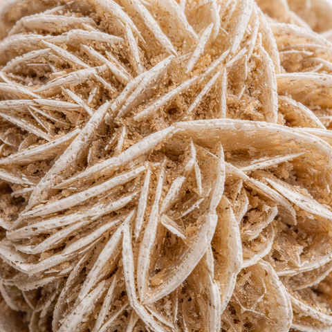 Desert rose close up