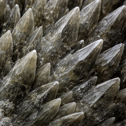 Dragonscale close up