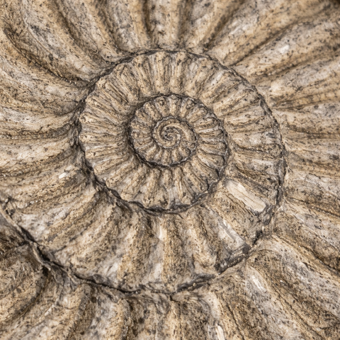 ammonite close up