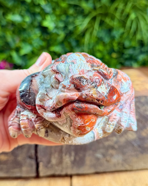 Mexican agate money toad