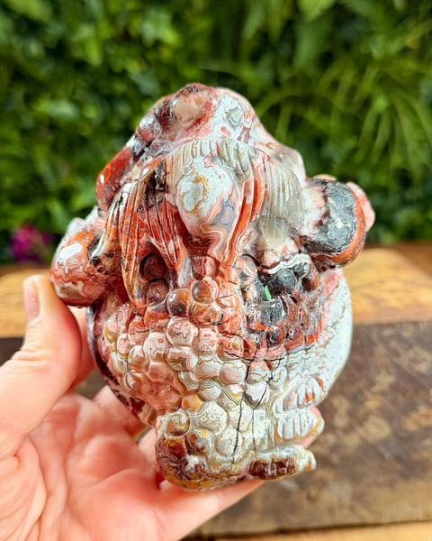 Mexican agate money toad