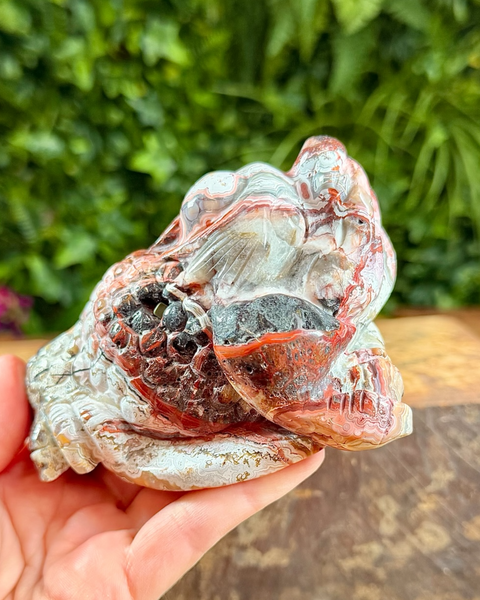 Mexican agate money toad