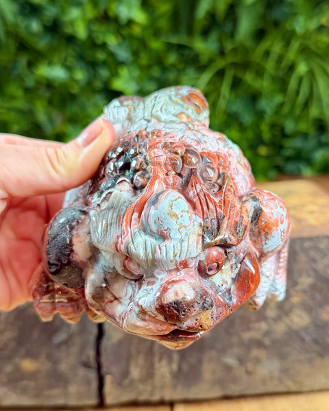 Mexican agate money toad