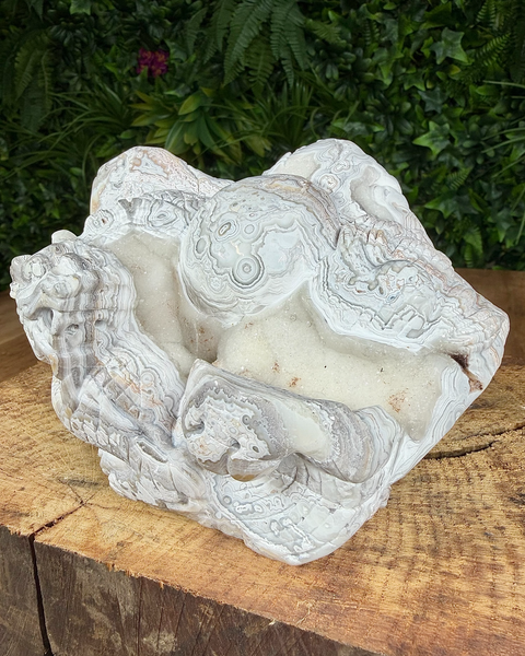 Crazy lace agate dragon carving