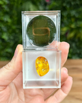 Amber stone in a clear display case held by a hand with a blurred green background