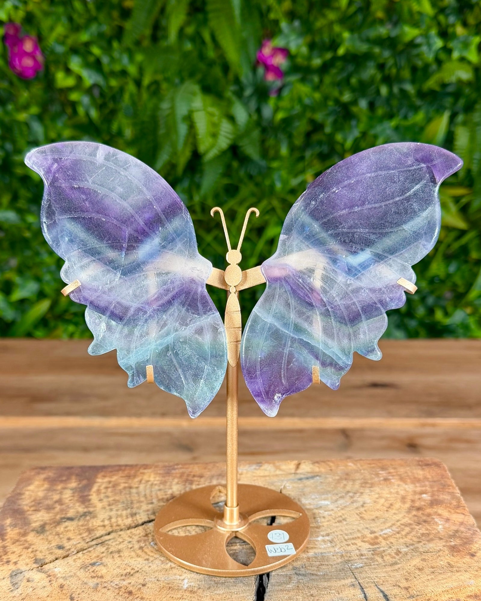 files/Fluorite_butterfly_wings_on_stand_2.jpg