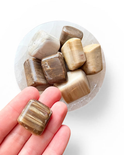 Hand holding fossilised wood tumble stone