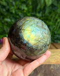 Labradorite sphere with natural yellow gold green iridescent flashes sitting on a display surface, showing its intuitive and protective energy.