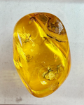 Transparent amber stone with embedded insects on a light gray background