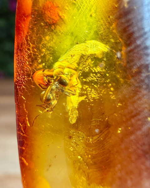Amber specimen with bug