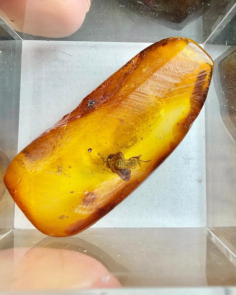 Amber stone with a small insect embedded inside, held in a clear container.