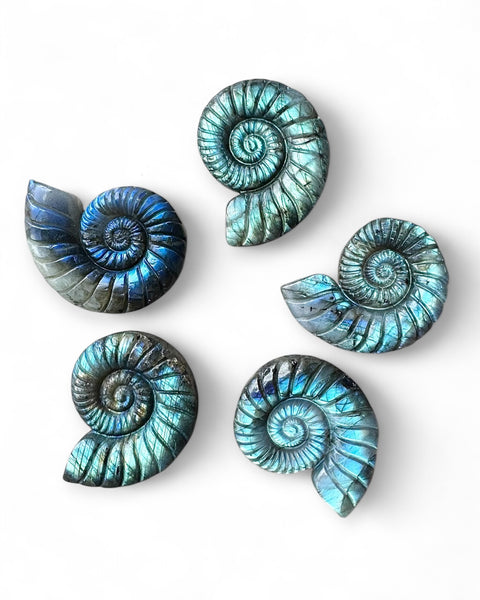 Labradorite ammonite carving