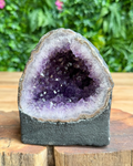 A natural amethyst geode dome with a dark gray matrix base, displayed on a wooden surface with a blurred green foliage background.