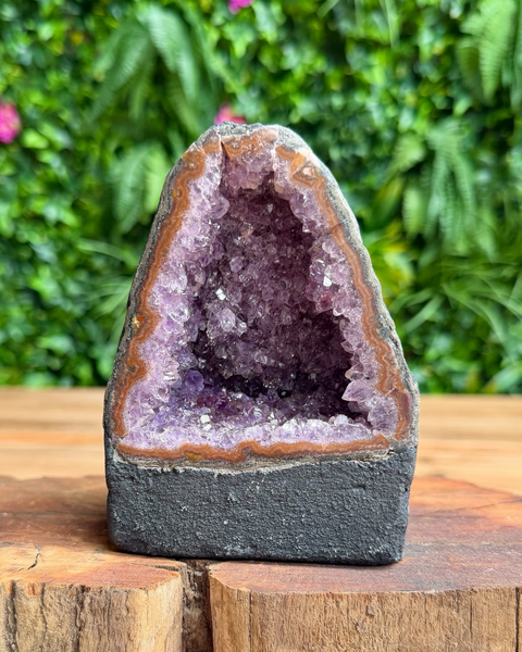 A natural amethyst geode dome with a dark gray base, sitting on a wooden surface with a blurred green foliage background.