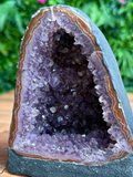 A natural amethyst geode specimen with a dark gray outer matrix, a brown banding pattern, and a dense interior of purple crystal points, displayed on a wooden surface with a blurred green foliage background.