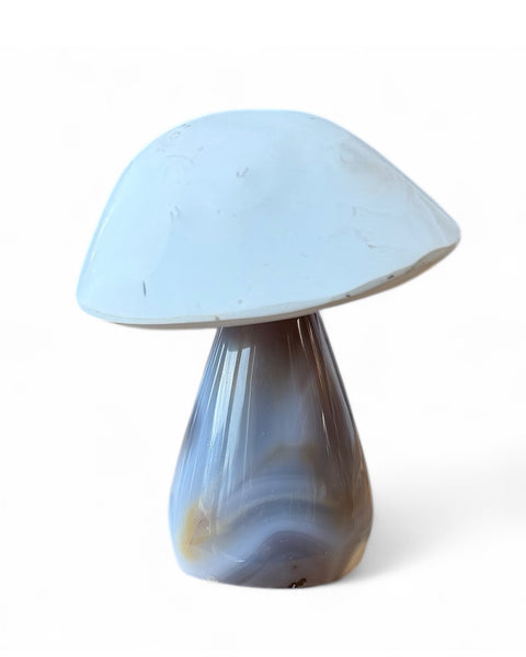 Agate mushrooms