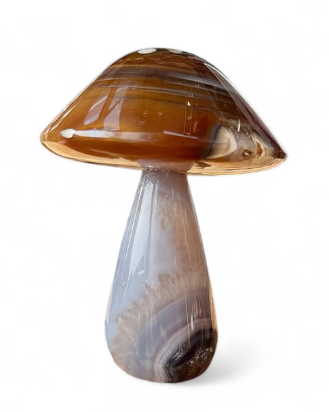 Agate mushrooms