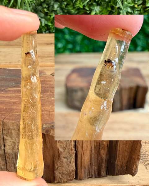 Copal amber with inclusion inside